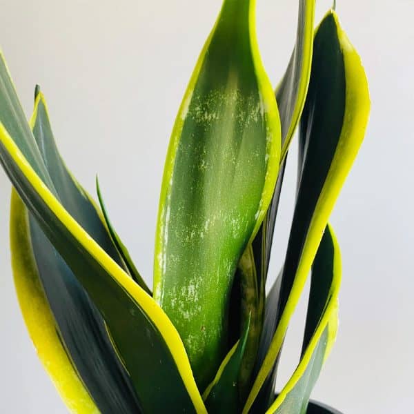 00020211 sansevieria superba black gold 01.jpg