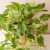 00020220 epipremnum marble queen 01.jpg
