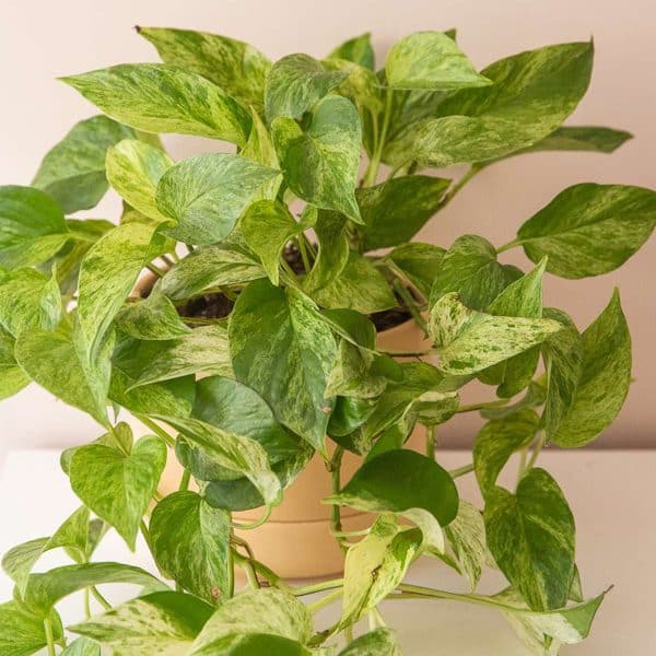 00020220 epipremnum marble queen 01.jpg