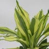 00020229 dracaena moonlight 01.jpg