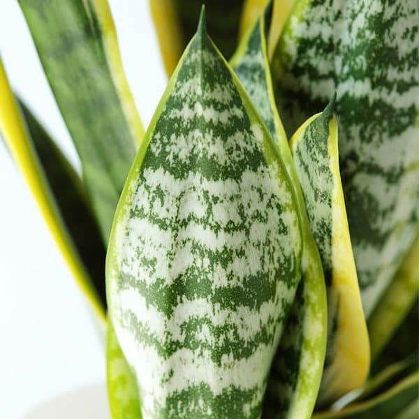 00020279 sansevieria laurentii superba 01.jpg