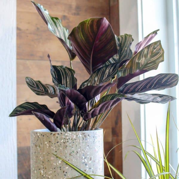 00020318 calathea ornata 01.jpg