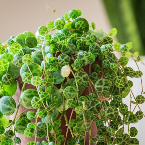 00020412 peperomia prostrata 01.jpg