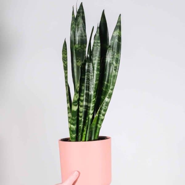 00020436 sansevieria trifasciata 01.jpg