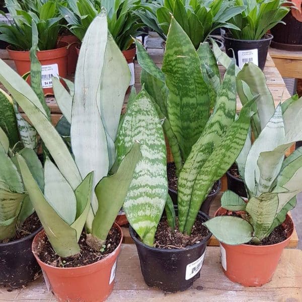 00020436 sansevieria trifasciata 02.jpg