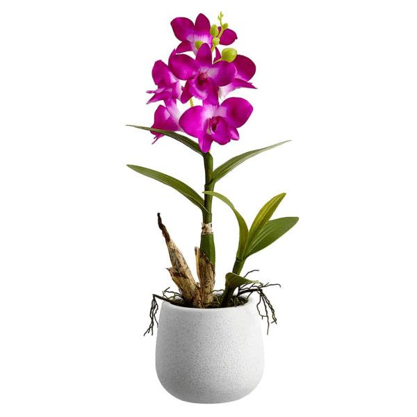 00020440 dendrobium 5po 01.png