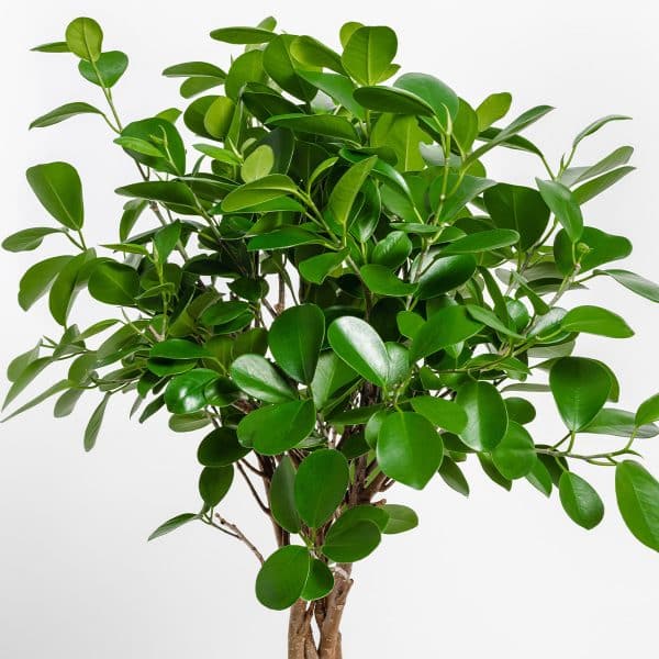 00020448 ficus moclame sur tige 10po 01.jpg