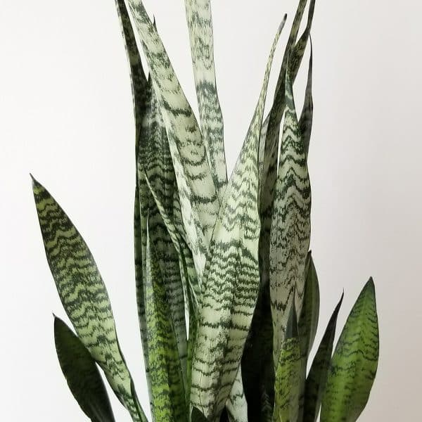 00020559 sansevieria zeylanica superba 01.jpg