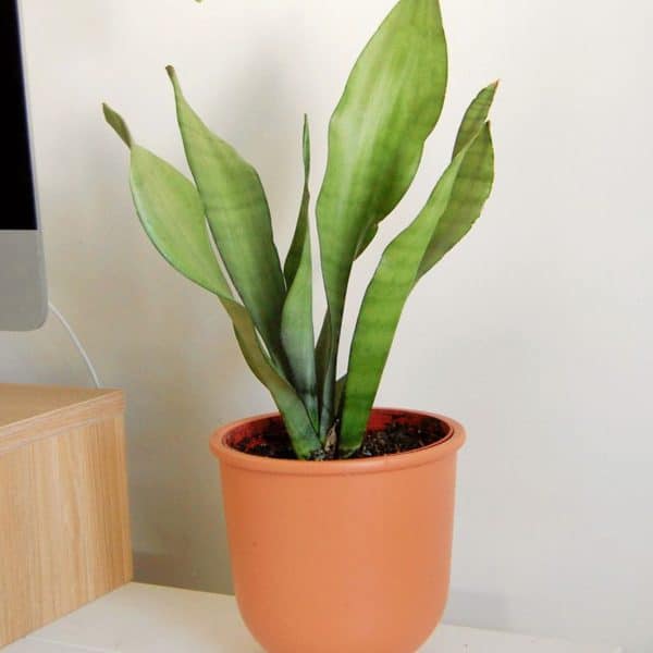 00020610 sansevieria moonshine 01.jpg