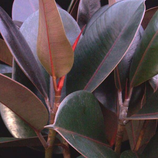 00020646 ficus elastica burgundy botanix 01.jpg