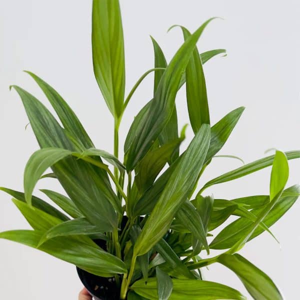 00020695 epipremnum amplissimum 01.jpg