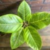 00020697 ficus yellow gem sur tige 10po 01.jpg