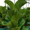 00020753 ficus lyrata little sunshine 01.jpg