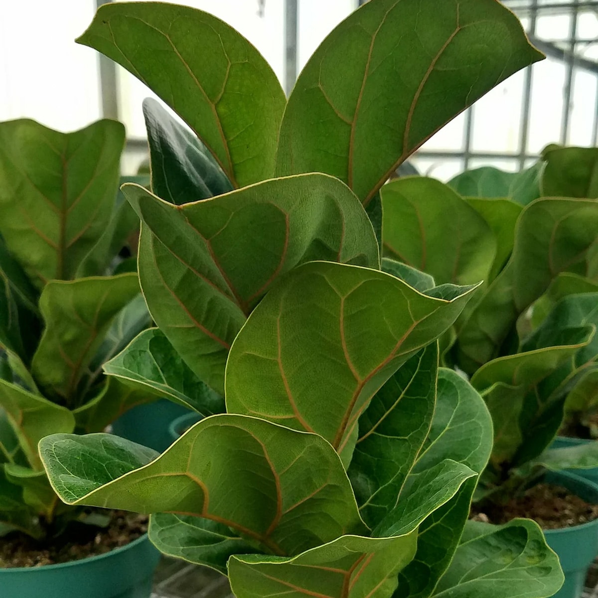 Ficus Lyrata, Plante verte