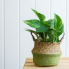 004g25 epipremnum 01.png