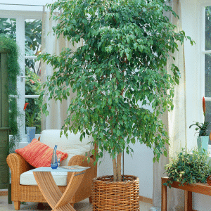 004g27 ficus benjamina 01 1.png