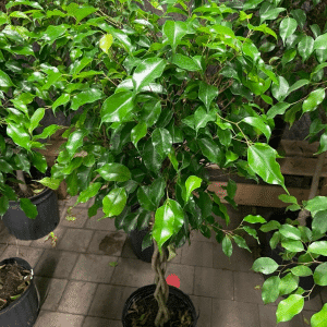 004g27 ficus benjamina 01.png