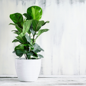 004g29 ficus lyrata 01.png