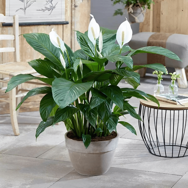 004g43 spathiphyllum 01.png