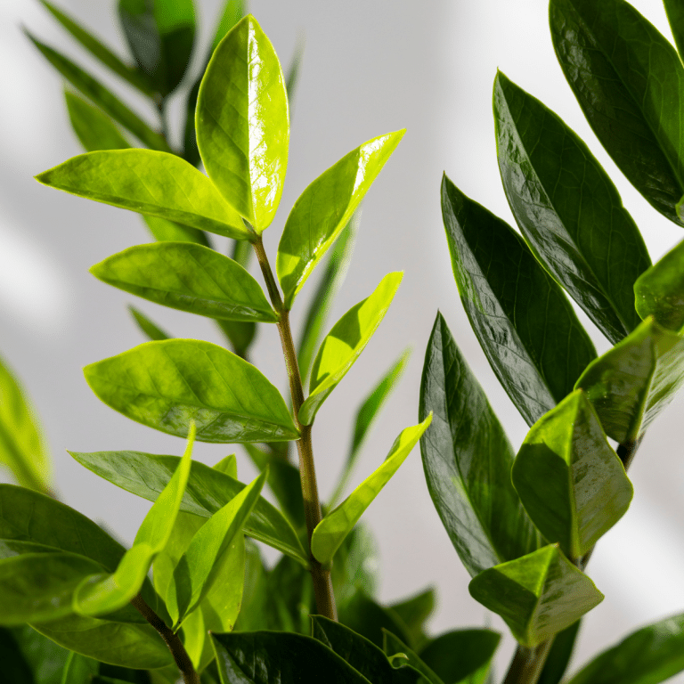 004g49 zamioculcas zamiifolia 01.png