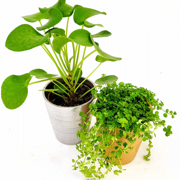 004g55 pilea 02.png