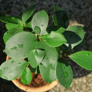 004g59 ficus 01.png