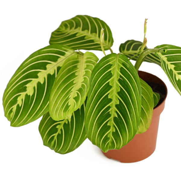 004g60 maranta 02.png