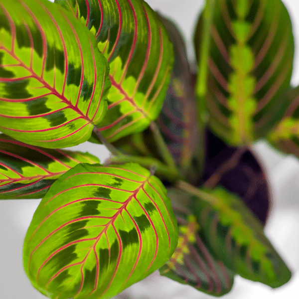 004g60 maranta 03.png