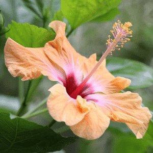 005g13 hibiscus 01.png