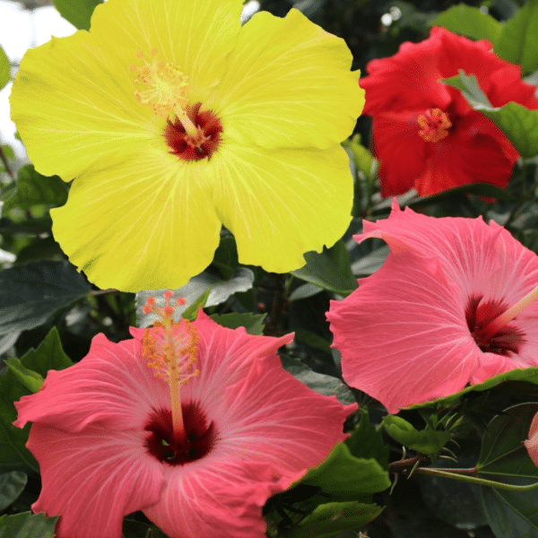 005g13 hibiscus 02.png