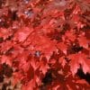 049g01 acer free 01 1.jpg