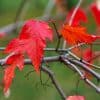 049g03 acer ginnala 02.jpg