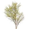 049g05 acer plata 02.jpg