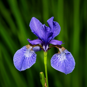 2577302d iris versicolor r14 01.png