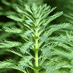 2577465d myriophyllum proserpinacoides 6po 01.png