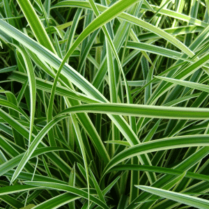 2578039d carex morrowii var.1g 01.png