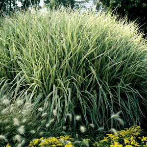 2578086d miscanthus sinen.vari r14 01.png