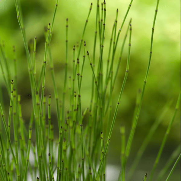 2578224d equisetum scirpoides r14 01.png