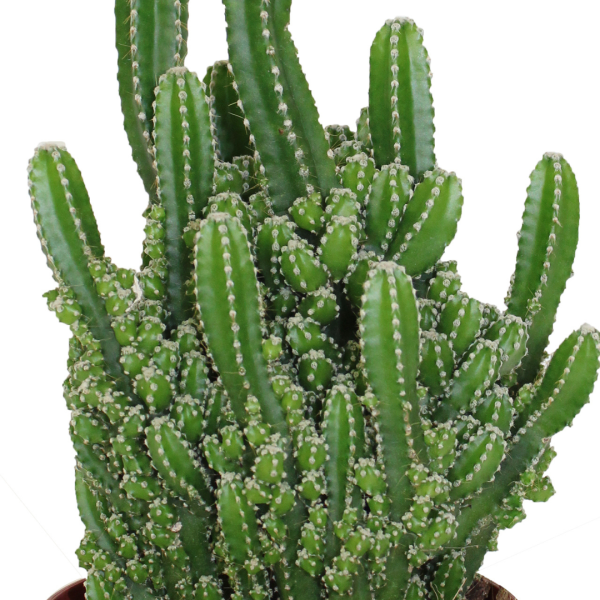 00020470 cereus polina 4po 01.png