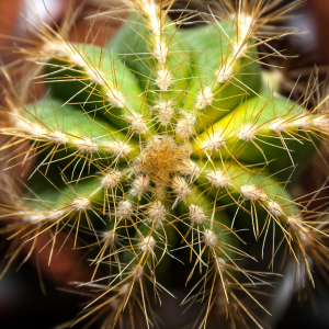 004g50 cactus 01 1.png