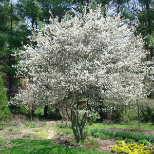 049g16 amelanchier 01.png