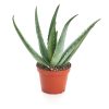 00005400d aloe 4po 01.jpg
