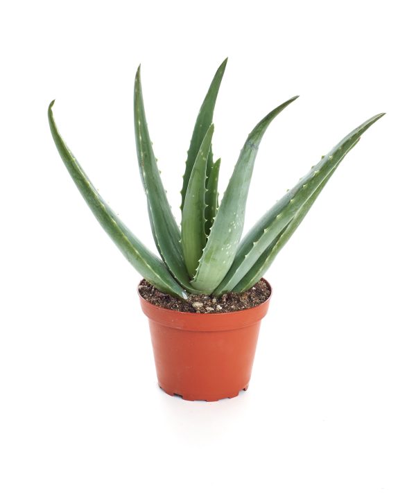 00005400d aloe 4po 01.jpg