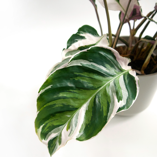 00020801 calathea white fusion 5po 01.png