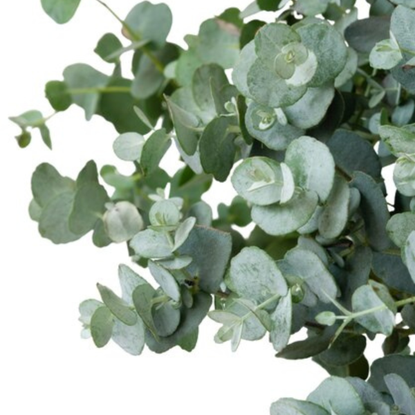 004g63 eucalyptus 03.png