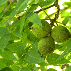 049g100 juglans nigra 01.png