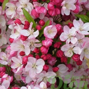 049g108 malus coralburst sur tige 01.png