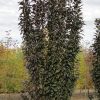 049g111 malus emerald spire 01.jpg