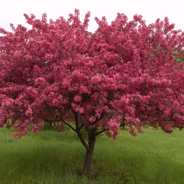 049g121 malus prairie fire 01.png