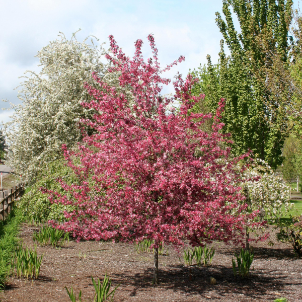 049g125 malus royal raindrops 02.png